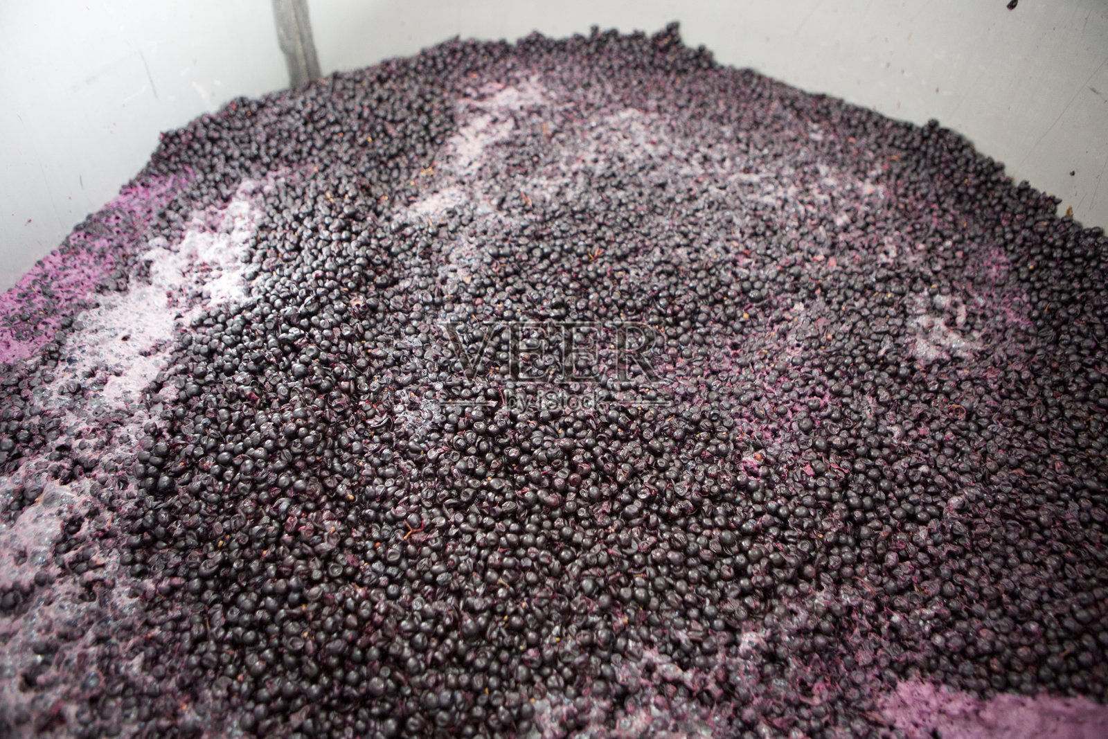 在葡萄酒酿造厂发酵的红葡萄照片摄影